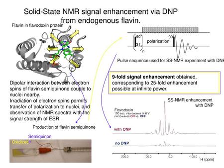 Solid-State NMR signal enhancement via DNP from endogenous flavin.