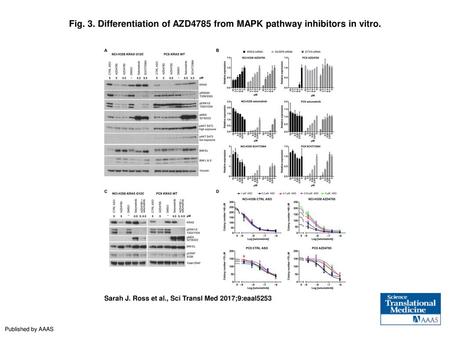 Differentiation of AZD4785 from MAPK pathway inhibitors in vitro