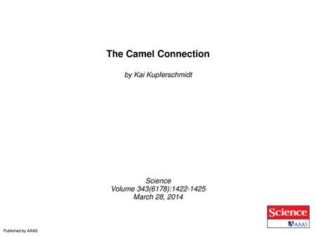 The Camel Connection by Kai Kupferschmidt Science