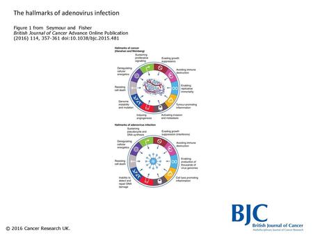 The hallmarks of adenovirus infection