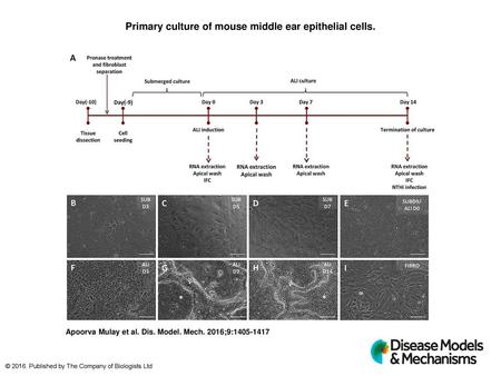 Primary culture of mouse middle ear epithelial cells.