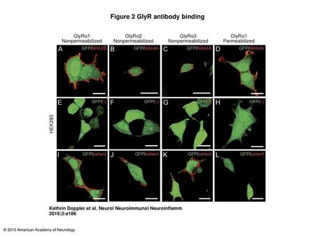 Figure 2 GlyR antibody binding