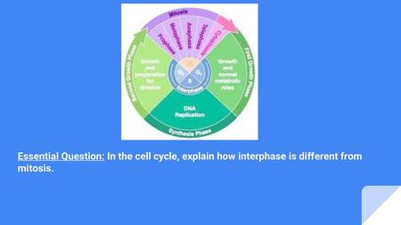 The Cell. Essential Question: In the cell cycle, explain how interphase is different from mitosis.