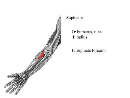 Supinator O: humerus, ulna I: radius F: supinate forearm.