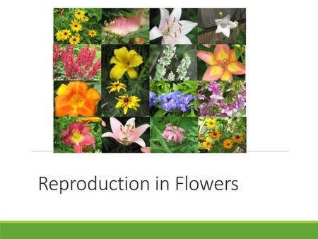 Reproduction in Flowers