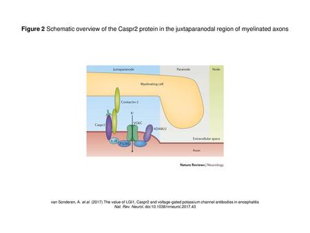 Nat. Rev. Neurol. doi: /nrneurol