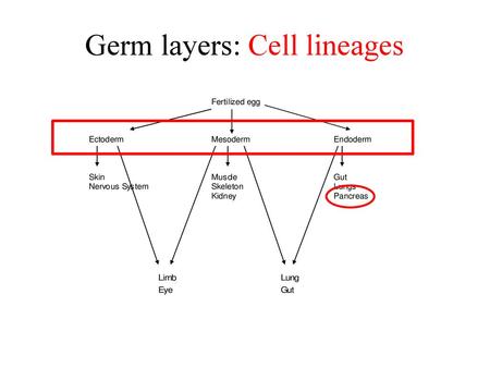 Germ layers: Cell lineages