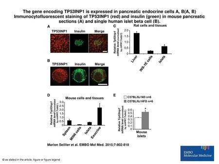 The gene encoding TP53INP1 is expressed in pancreatic endocrine cells A, B(A, B) Immunocytofluorescent staining of TP53INP1 (red) and insulin (green) in.