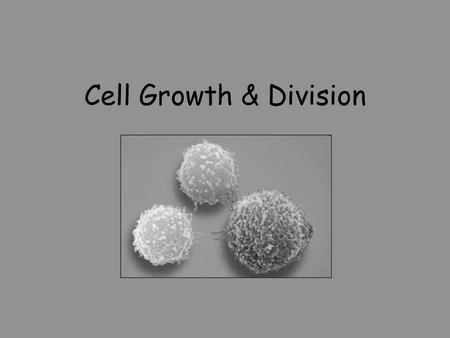 Cell Growth & Division.