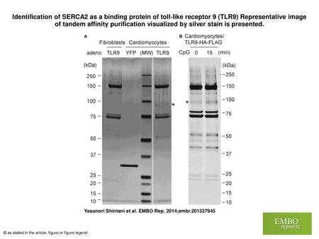 Identification of SERCA2 as a binding protein of toll‐like receptor 9 (TLR9) Representative image of tandem affinity purification visualized by silver.