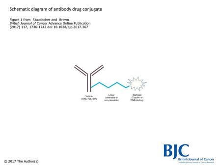 Schematic diagram of antibody drug conjugate