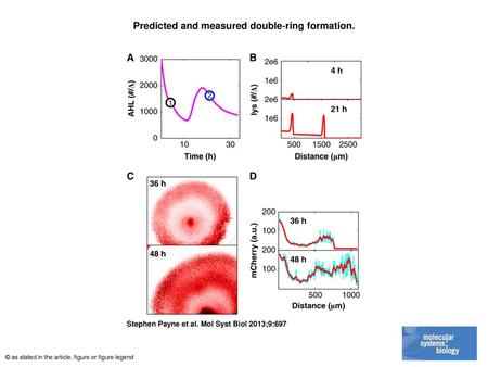 Predicted and measured double‐ring formation.