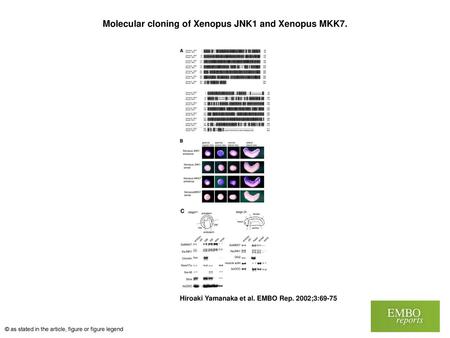 Molecular cloning of Xenopus JNK1 and Xenopus MKK7.