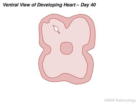 Ventral View of Developing Heart – Day 40