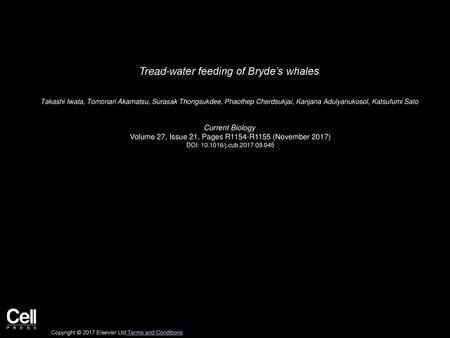 Tread-water feeding of Bryde’s whales