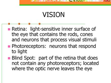 VISION Retina: light-sensitive inner surface of the eye that contains the rods, cones and neurons that process visual stimuli Photoreceptors: neurons.