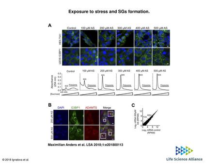 Exposure to stress and SGs formation.