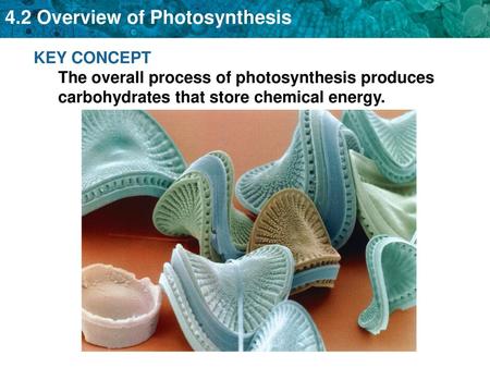 Leaf Anatomy. KEY CONCEPT The overall process of photosynthesis produces carbohydrates that store chemical energy.