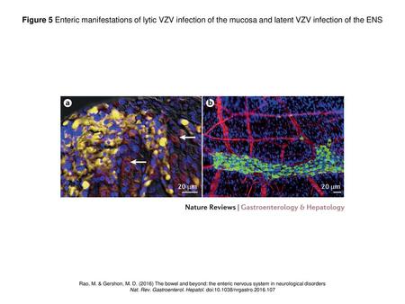 Nat. Rev. Gastroenterol. Hepatol. doi: /nrgastro