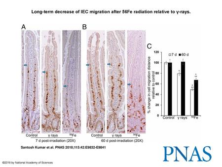 Long-term decrease of IEC migration after 56Fe radiation relative to γ-rays. Long-term decrease of IEC migration after 56Fe radiation relative to γ-rays.