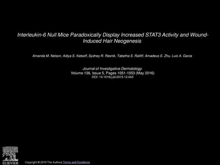 Interleukin-6 Null Mice Paradoxically Display Increased STAT3 Activity and Wound- Induced Hair Neogenesis  Amanda M. Nelson, Adiya S. Katseff, Sydney R.