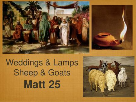 Weddings & Lamps Sheep & Goats Matt 25.