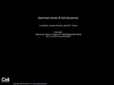 Germinal Center B Cell Dynamics