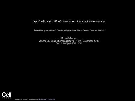 Synthetic rainfall vibrations evoke toad emergence