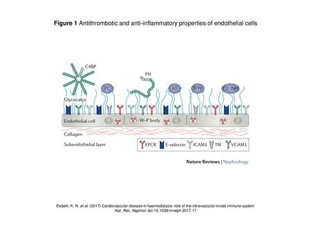 Nat. Rev. Nephrol. doi: /nrneph