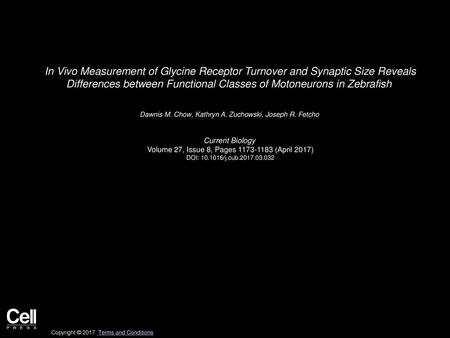 In Vivo Measurement of Glycine Receptor Turnover and Synaptic Size Reveals Differences between Functional Classes of Motoneurons in Zebrafish  Dawnis.