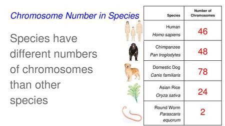 Chromosome Number in Species