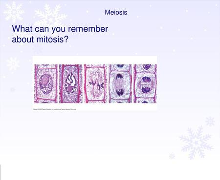 What can you remember about mitosis?