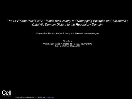 The LxVP and PxIxIT NFAT Motifs Bind Jointly to Overlapping Epitopes on Calcineurin’s Catalytic Domain Distant to the Regulatory Domain  Maayan Gal, Shuai.