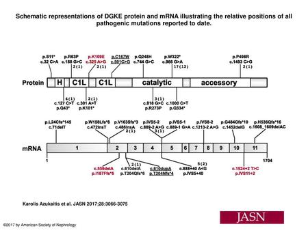 Schematic representations of DGKE protein and mRNA illustrating the relative positions of all pathogenic mutations reported to date. Schematic representations.