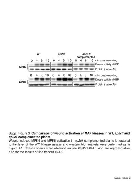 4 8 16 WT ap2c ap2c1/ complemented Protein (native Ab)