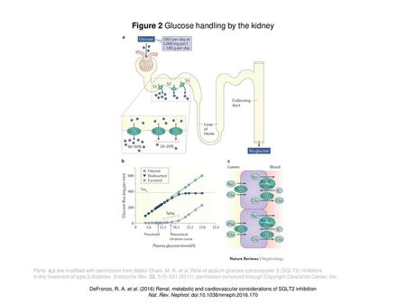 Figure 2 Glucose handling by the kidney