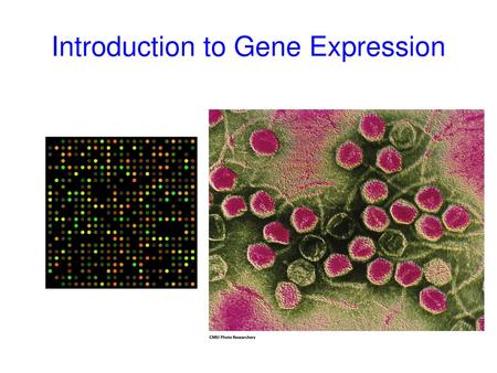 Introduction to Gene Expression