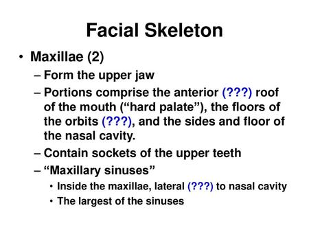 Facial Skeleton Maxillae (2) Form the upper jaw