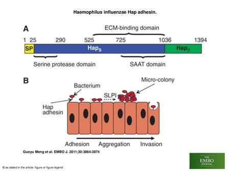 Haemophilus influenzae Hap adhesin.