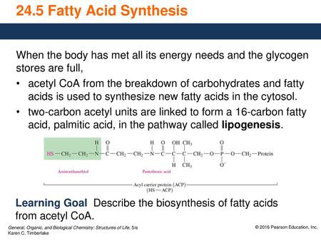 24.5 Fatty Acid Synthesis When the body has met all its energy needs and the glycogen stores are full, acetyl CoA from the breakdown of carbohydrates and.