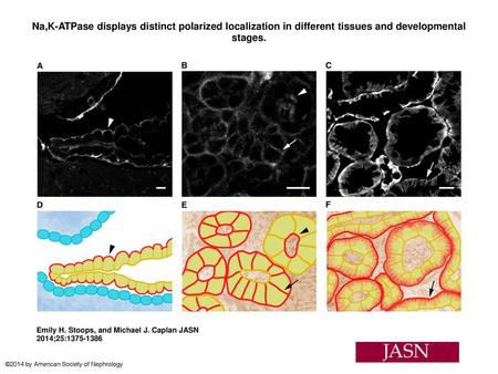 Na,K-ATPase displays distinct polarized localization in different tissues and developmental stages. Na,K-ATPase displays distinct polarized localization.