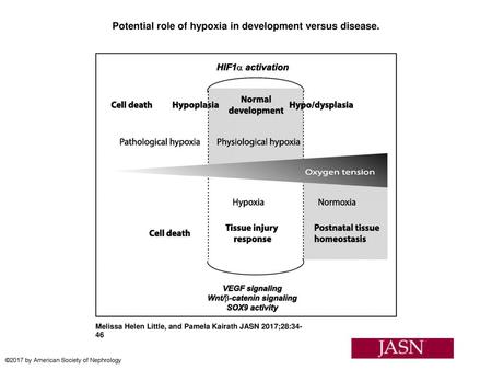 Potential role of hypoxia in development versus disease.