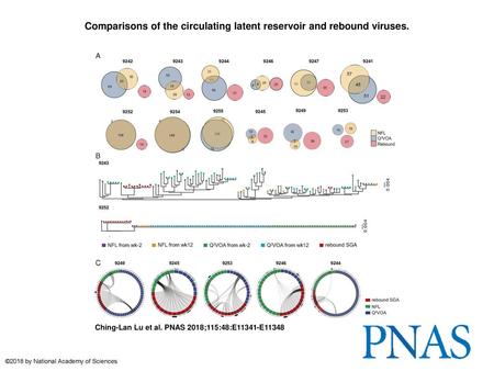 Comparisons of the circulating latent reservoir and rebound viruses.