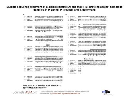 Multiple sequence alignment of S