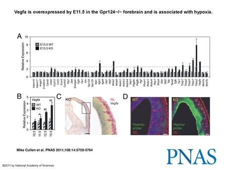 Vegfa is overexpressed by E11