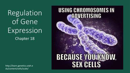 Regulation of Gene Expression