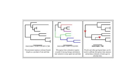 the goal of Bayesian divergence time estimation