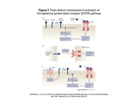 Figure 2 Three distinct mechanisms of activation of