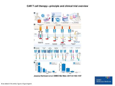 CAR T cell therapy—principle and clinical trial overview