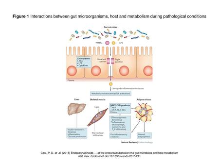 Nat. Rev. Endocrinol. doi: /nrendo